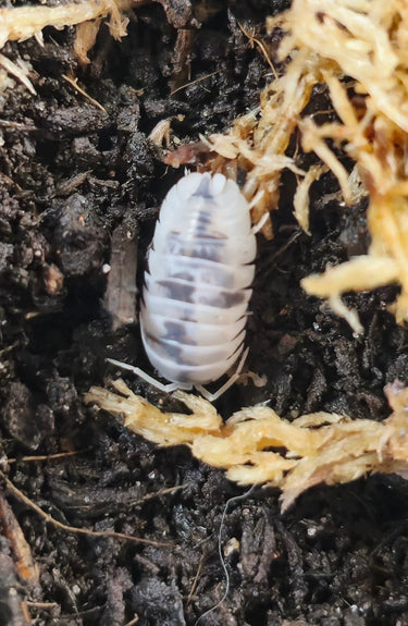 Armadillidium nasatum 'Dalmatian' Isopod